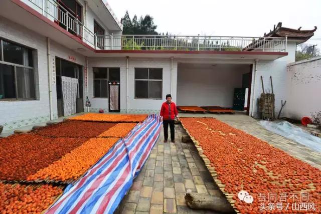 柿子冷落寒风里——稷山游子在深情回望