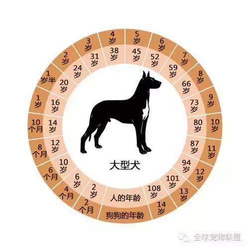 想知道你的狗换算成人的年龄有多大了吗？