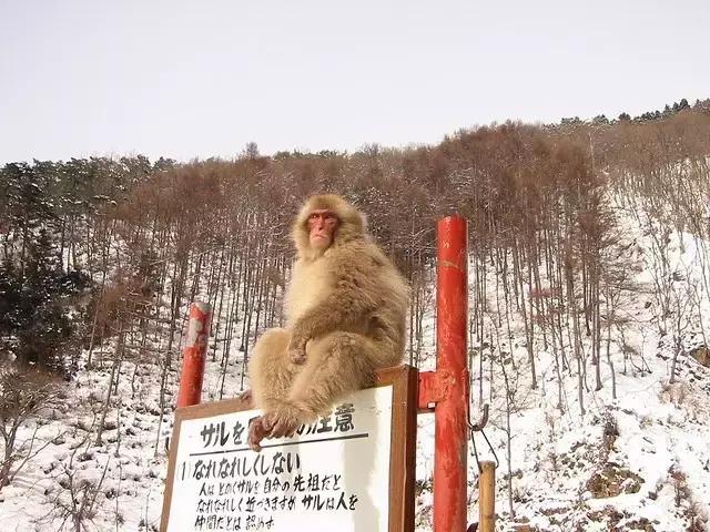 兔子岛猫岛狐狸村，日本这些地方已经被萌宠包围了