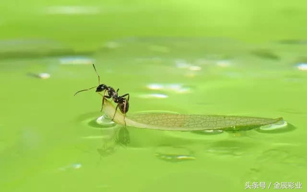 *彩博**之道——顺势而为