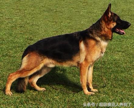 中国德国牧羊犬协会,德国牧羊犬协会官网