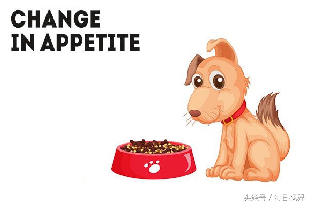 15种狗狗常见病治疗,狗狗生病了有哪些症状