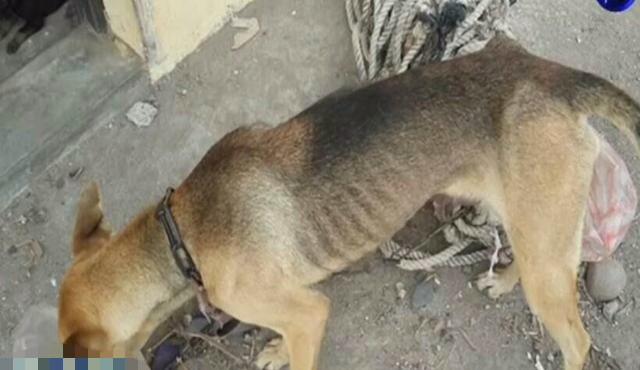 母狗被铁链锁喉，奶水不足，3只小狗活活饿死！