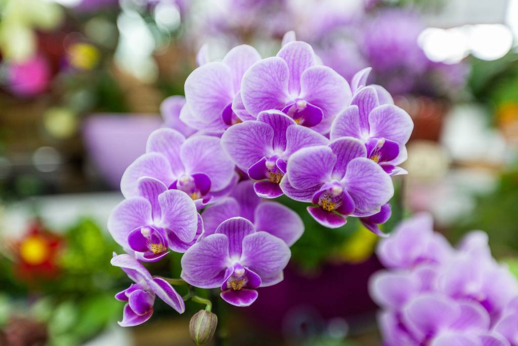 距离杭州仅30公里车程,距离杭州一小时车程的景点