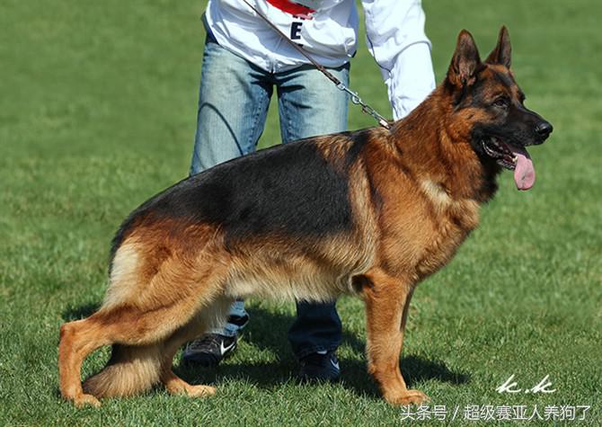 中国德国牧羊犬协会,德国牧羊犬协会官网