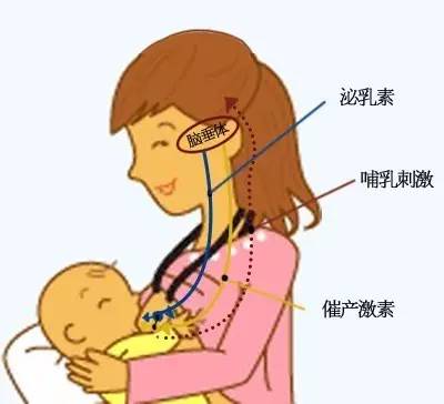 改善母乳质量,母乳质量不好怎么改善伙食
