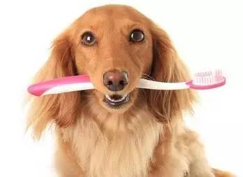 狗狗牙齿松动能不能自己拔,狗狗牙齿被撞松动了怎么办