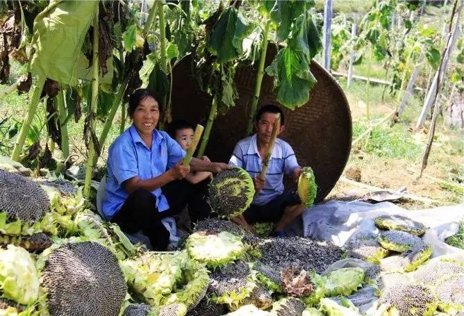 《*瓶金**梅》、《红楼梦》中吃的“瓜子”到底是什么瓜的子？