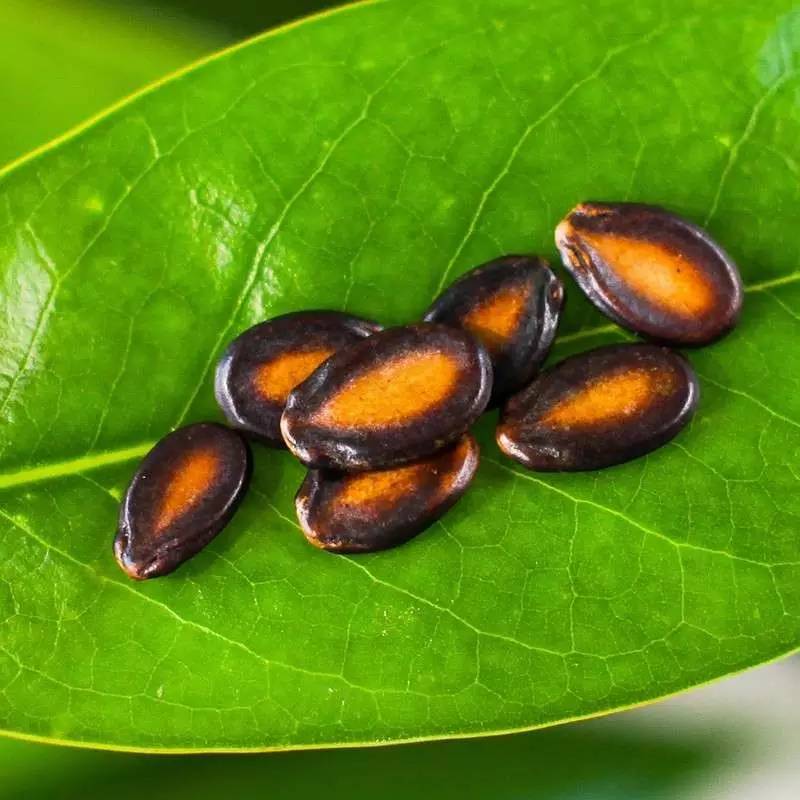 《*瓶金**梅》、《红楼梦》中吃的“瓜子”到底是什么瓜的子？