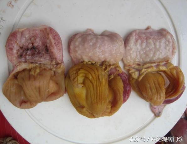 脱霉剂实测,脱霉剂真正脱霉吗