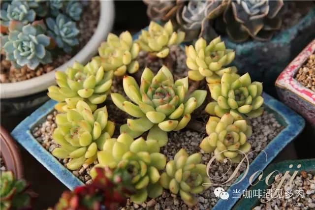 大群老桩秀妍多肉,多肉大群造型图