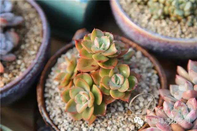 大群老桩秀妍多肉,多肉大群造型图