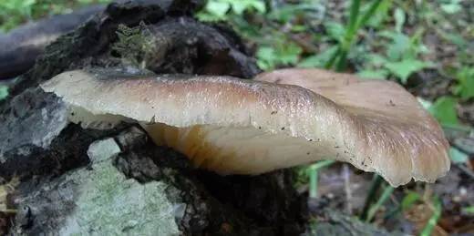 会发光的荧光蘑菇,会发光的蘑菇的种子