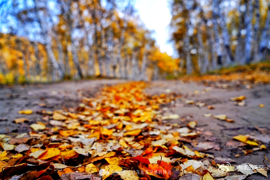 秋季到塞罕坝怎么样,秋天的童话坝上金秋