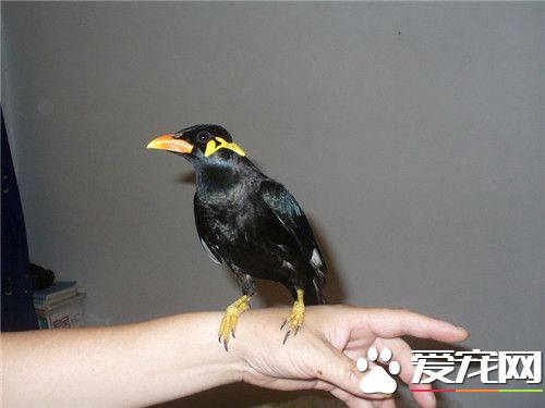 鹩哥日常喂什么,鹩哥鸟最爱吃什么