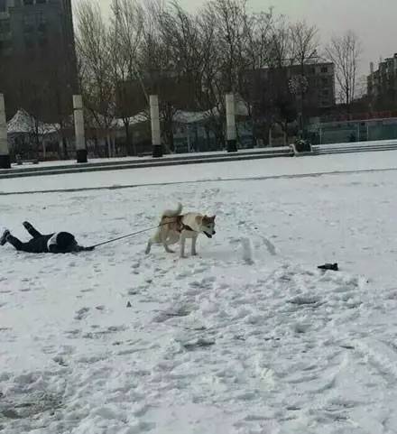 狗狗看雪需要关注什么,下雪天狗狗应该关注什么