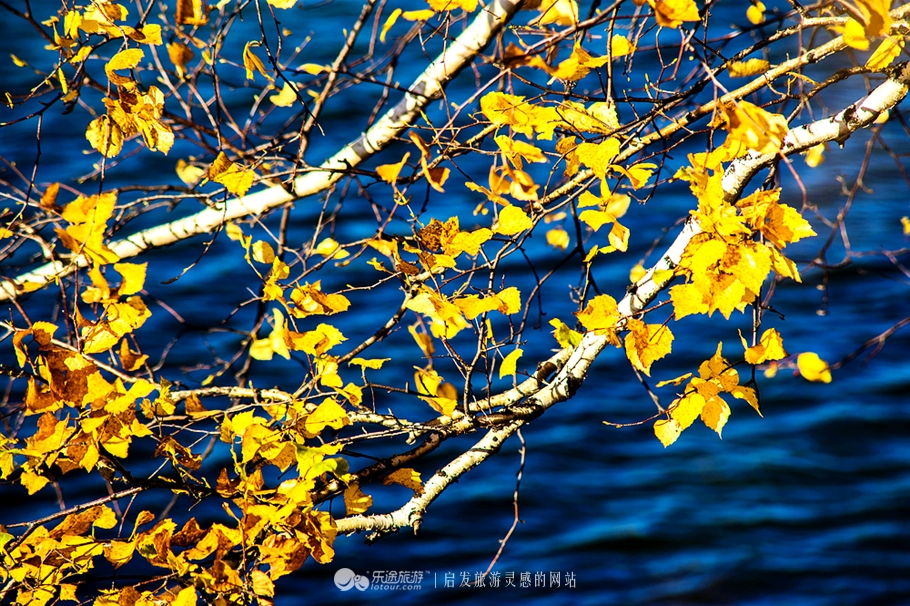 秋季到塞罕坝怎么样,秋天的童话坝上金秋