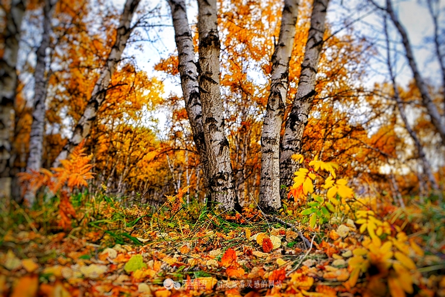 秋季到塞罕坝怎么样,秋天的童话坝上金秋