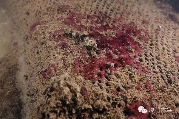 体育微型课游泳,二年级体育公开课攀岩