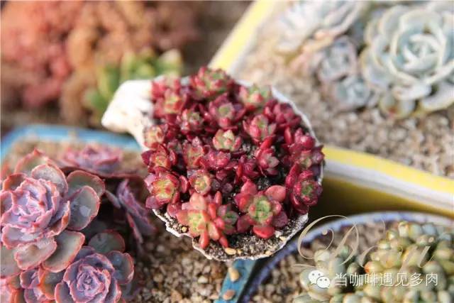 大群老桩秀妍多肉,多肉大群造型图