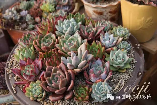 大群老桩秀妍多肉,多肉大群造型图