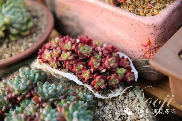 大群老桩秀妍多肉,多肉大群造型图