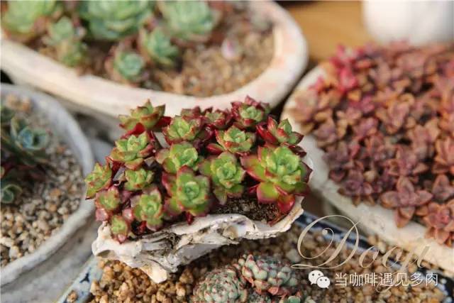 大群老桩秀妍多肉,多肉大群造型图