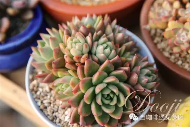 大群老桩秀妍多肉,多肉大群造型图