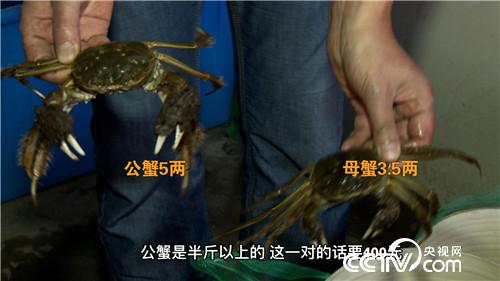 阳澄湖大闸蟹将军养殖基地,阳澄湖唯一的养蟹状元