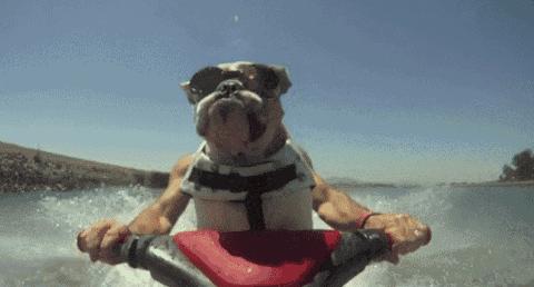 狗狗看雪需要关注什么,下雪天狗狗应该关注什么