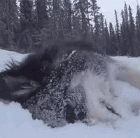 狗狗看雪需要关注什么,下雪天狗狗应该关注什么