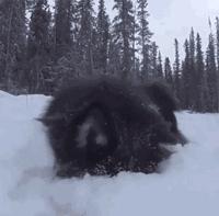 狗狗看雪需要关注什么,下雪天狗狗应该关注什么