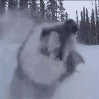 狗狗看雪需要关注什么,下雪天狗狗应该关注什么