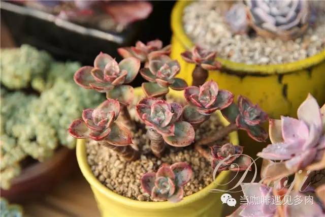 大群老桩秀妍多肉,多肉大群造型图