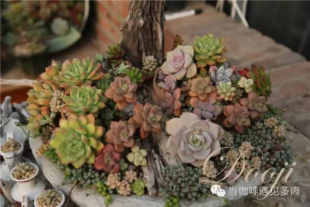 大群老桩秀妍多肉,多肉大群造型图