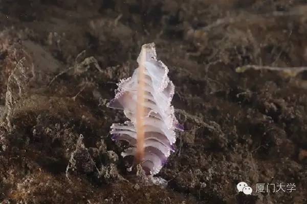 体育微型课游泳,二年级体育公开课攀岩