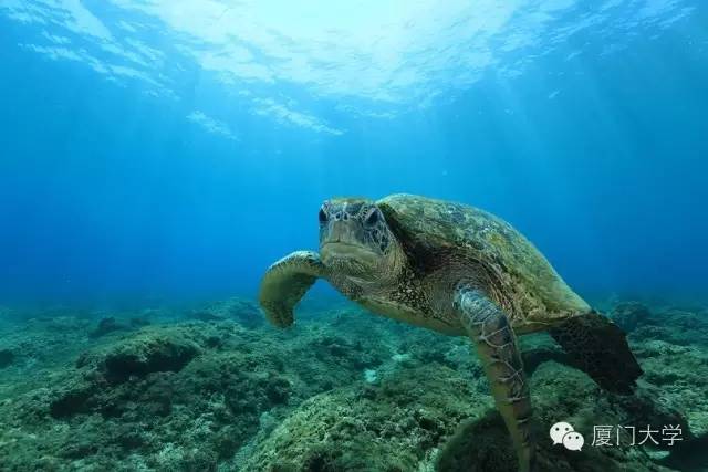 体育微型课游泳,二年级体育公开课攀岩