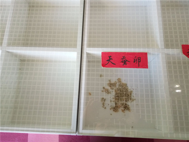 蚕宝宝突然变成黄色而且身上很多,蚕宝宝变成飞蛾吃不吃桑叶