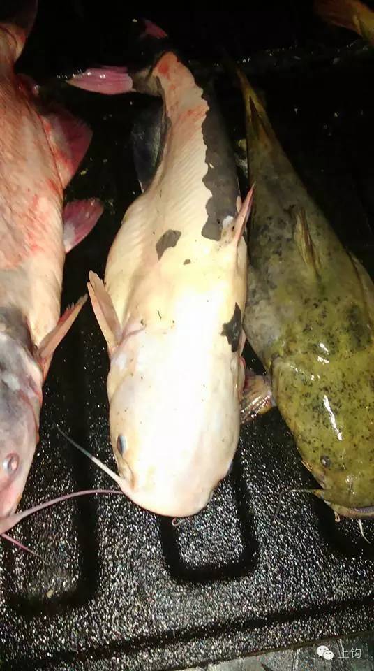 钓手钓上一条鲶鱼，网友说这是荷兰乳牛的变种