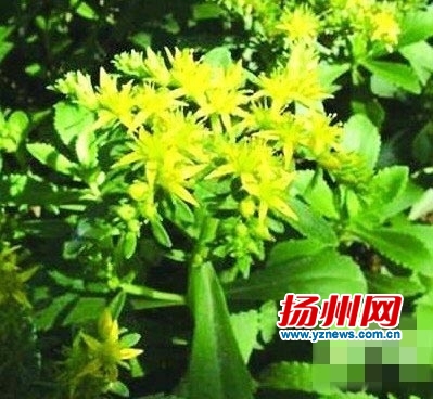 三七能治腿疼吗,土三七引起的肝衰竭能治好吗