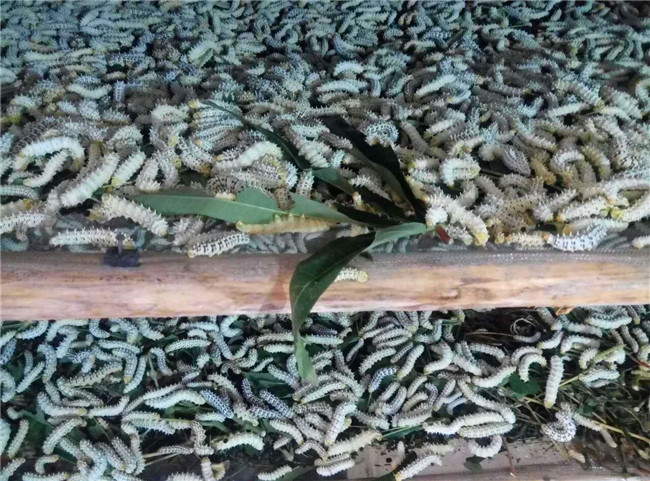 蚕宝宝突然变成黄色而且身上很多,蚕宝宝变成飞蛾吃不吃桑叶