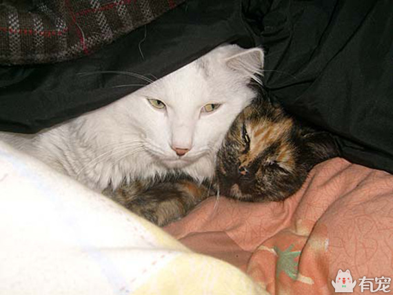 有福之人满满的幸福 (有才和有福的成长日记)