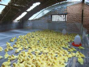 鸭白点病的综合防治措施