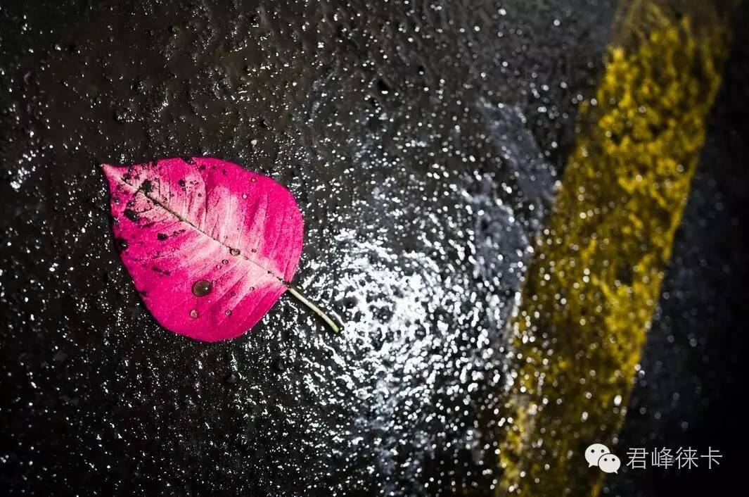 徕卡q1和徕卡typ116,徕卡q2m和徕卡m10m的区别