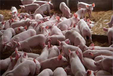 产房仔猪腹泻综合防控技术汇总,仔猪冬季腹泻最快解决方法