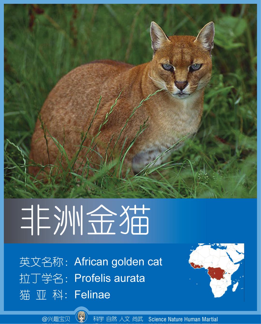 所有36种猫科动物排行,兴趣宝贝21期