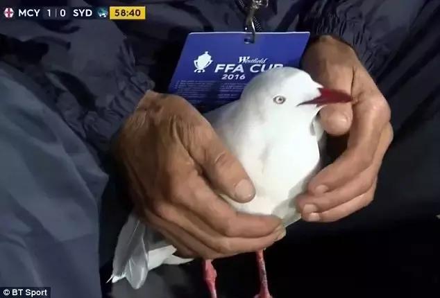 悉尼一只海鸥误入足球赛场，被一球打晕后，成了全场焦点……