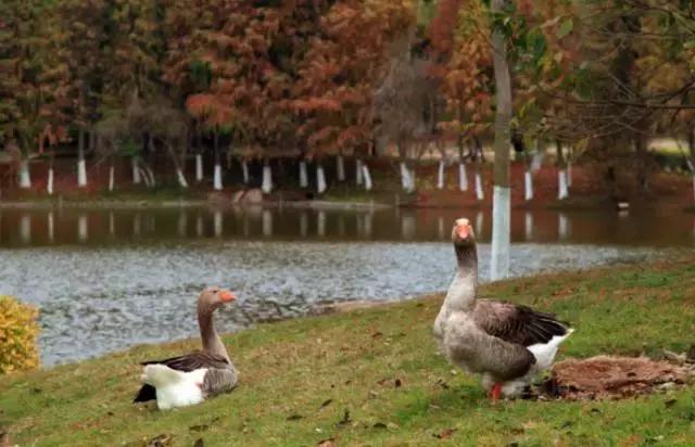 宁波到厦门鼓浪屿攻略,坐动车到厦门再去鼓浪屿行程
