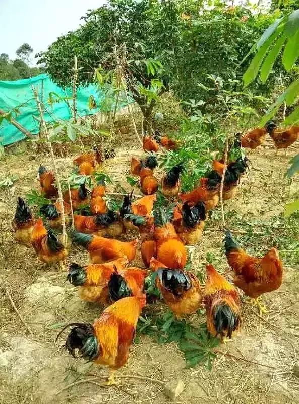 买LV不如食LV！这家新开驴肉汤无宣传却日日爆满！完胜LV！