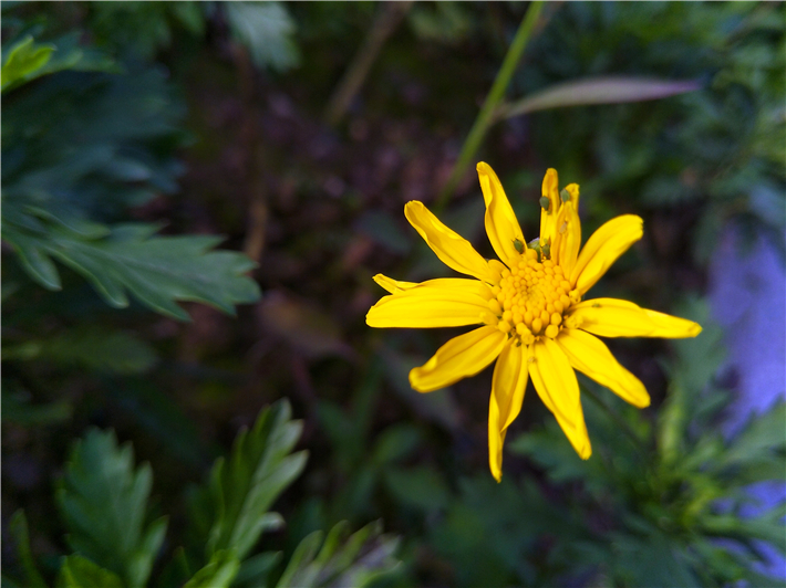 oppor9s的缺点和不足,oppor9s缺点和不足